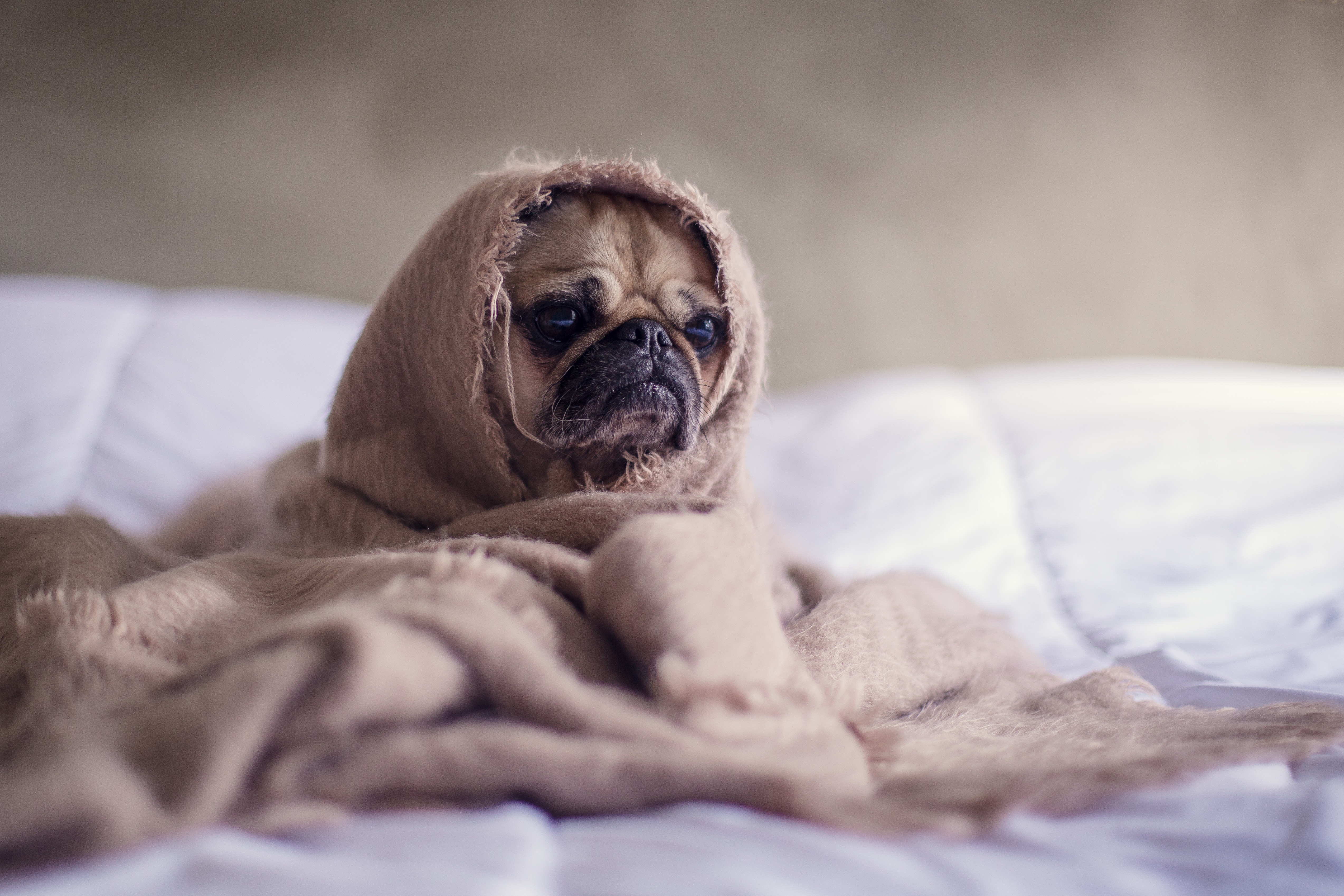 cute sad pug in blanket. This little pug just found out that learning while sleeping isn't possible.